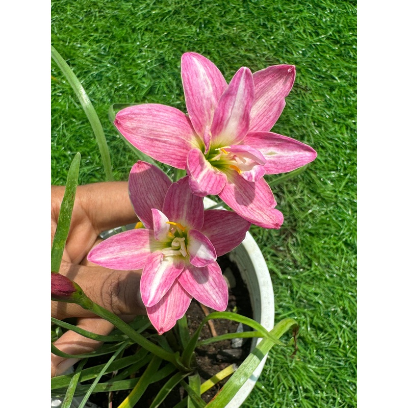 Rain Lily Cluster Brocade