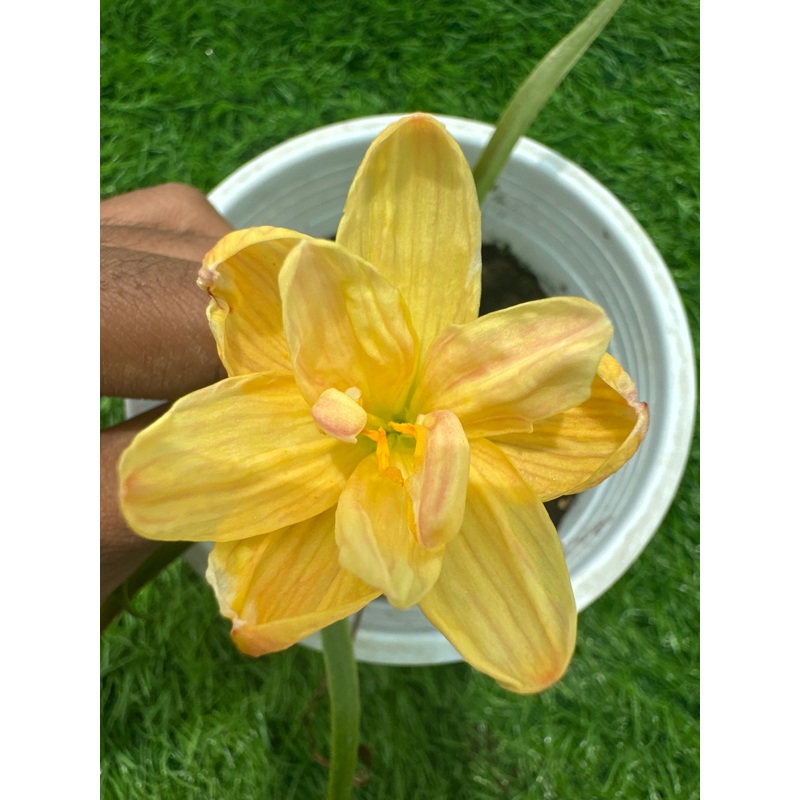 Rain Lily Copper Compass