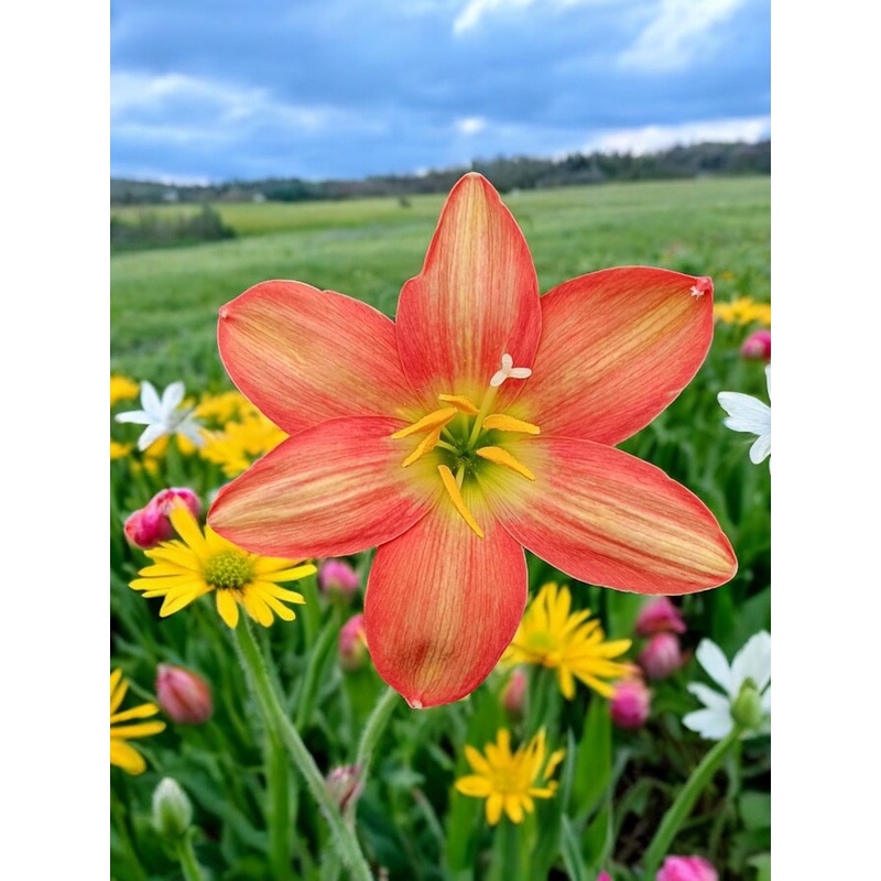Rain Lily Covida