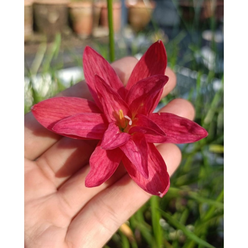 Rain Lily crown beryl