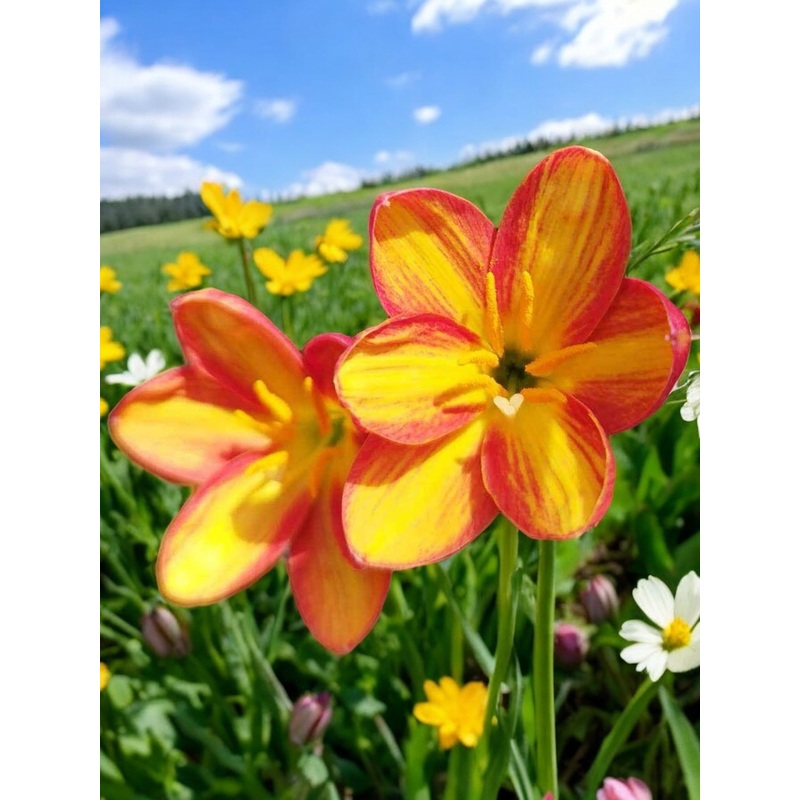 Rain Lily Curry Cup