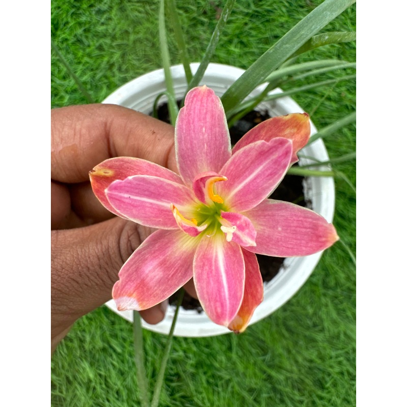 Rain Lily Dance of camelia