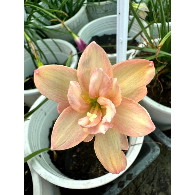 Rain Lily Danee