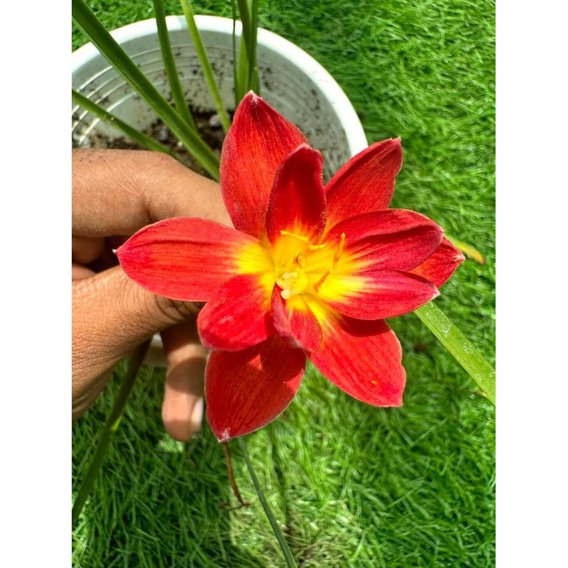 Rain Lily Dark Red NK