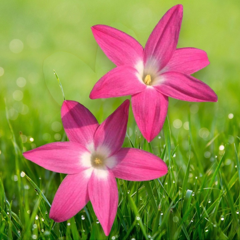 Rain Lily Heart Throb