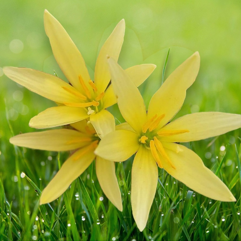 Rain Lily Lemon Yellow or Bangkok Yellow