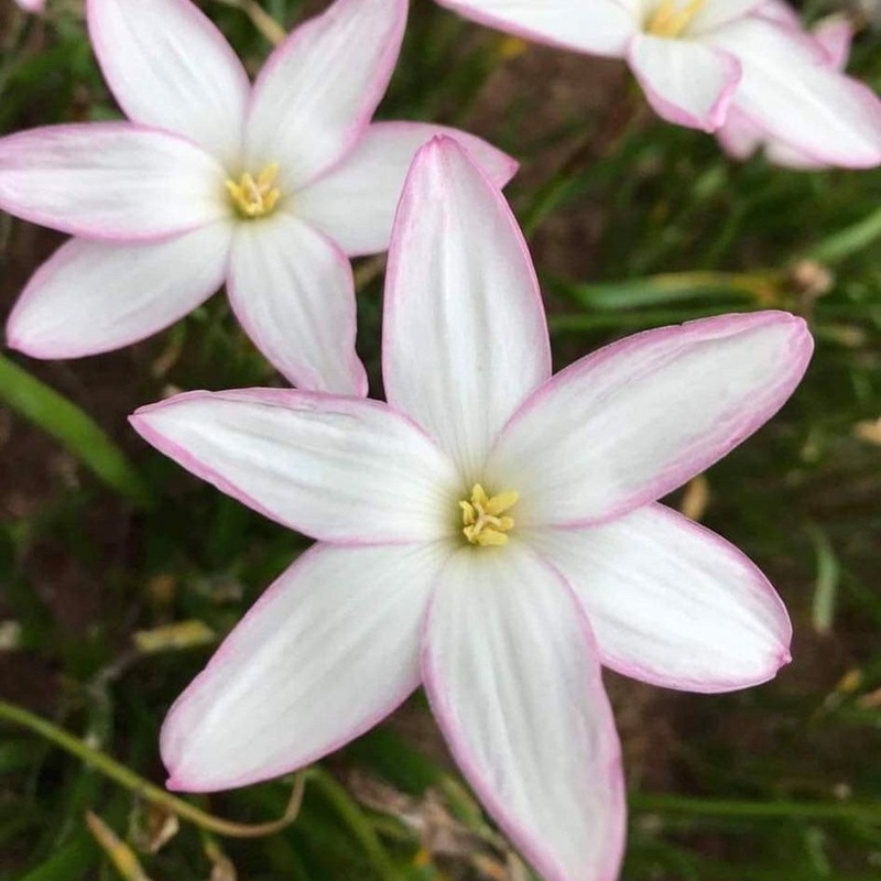 Rain Lily Pink Horizon