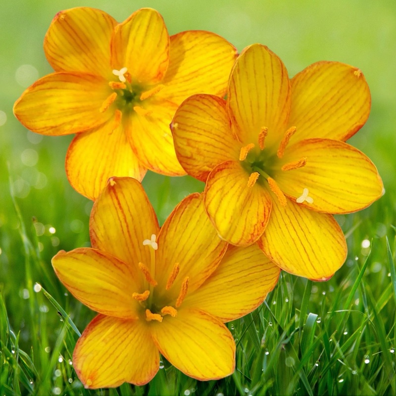 Rain Lily Pinthong