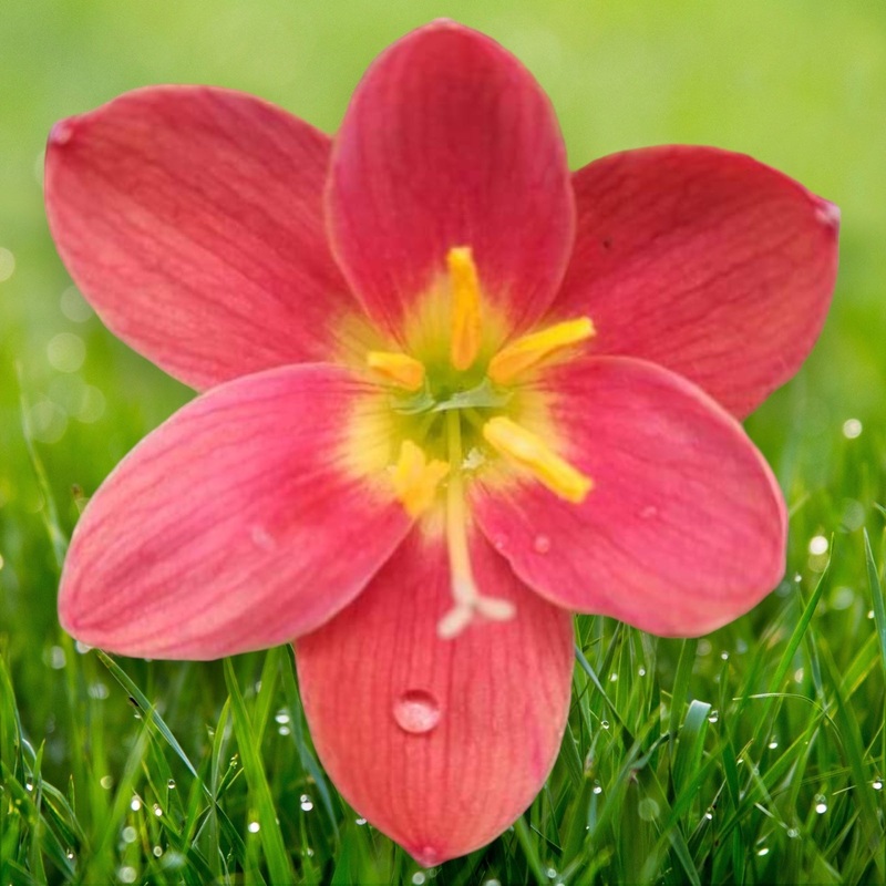 Rain Lily Seemar