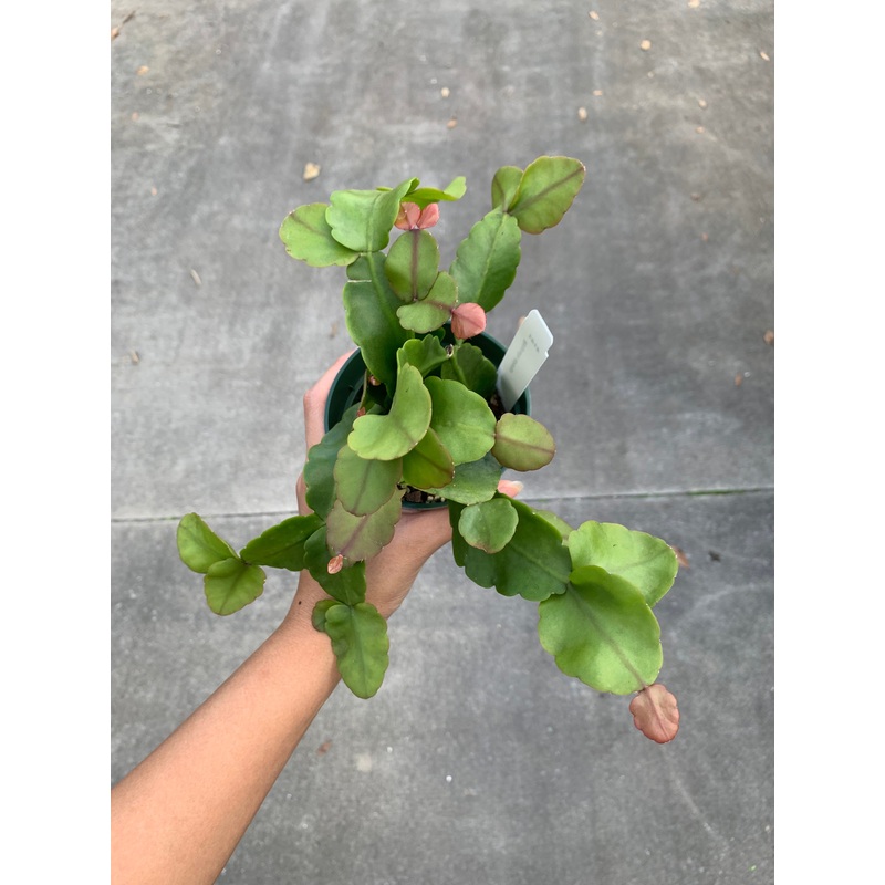 Rhipsalis oblonga|4-inch Pot|6-inch Hanging Pot