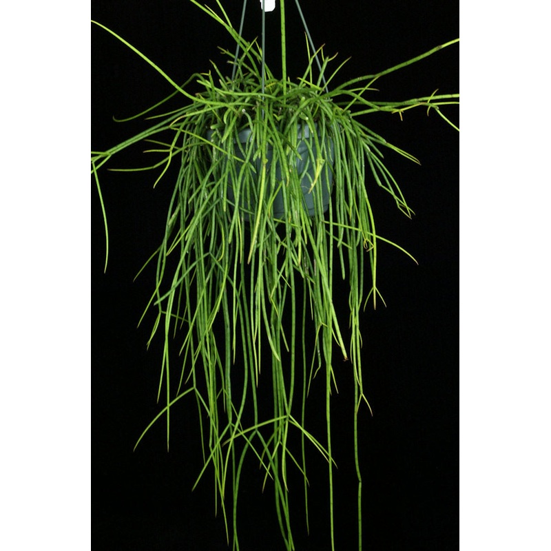 Rhipsalis puniceo-discus|6-inch Pot