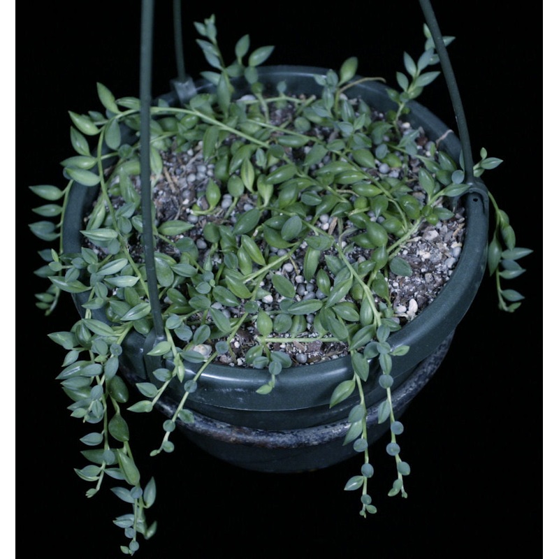 Senecio herreianus ‘String Of Tears’