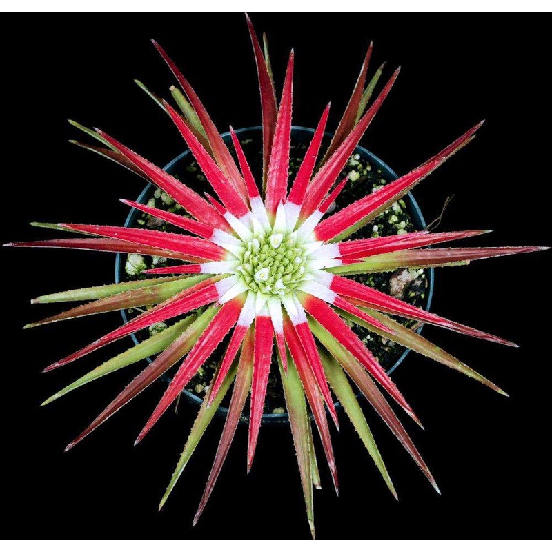 Sincoraea albopicta Mucuge, Bahia DJC