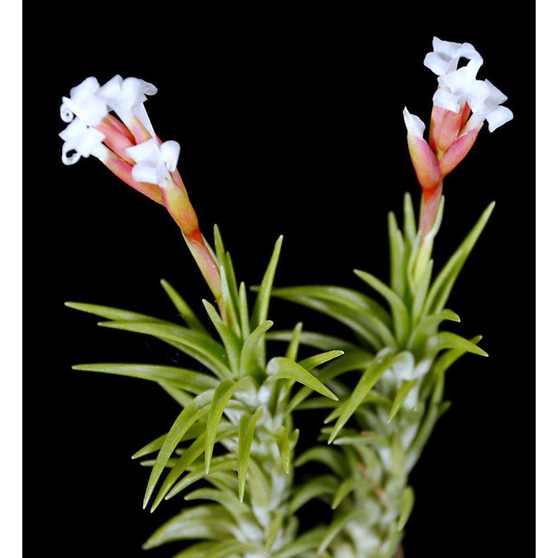 Tillandsia araujei|Small|Medium|Small Clump|Large Clump|Small (WHOLESALEX)|Medium (WHOLESALEX)
