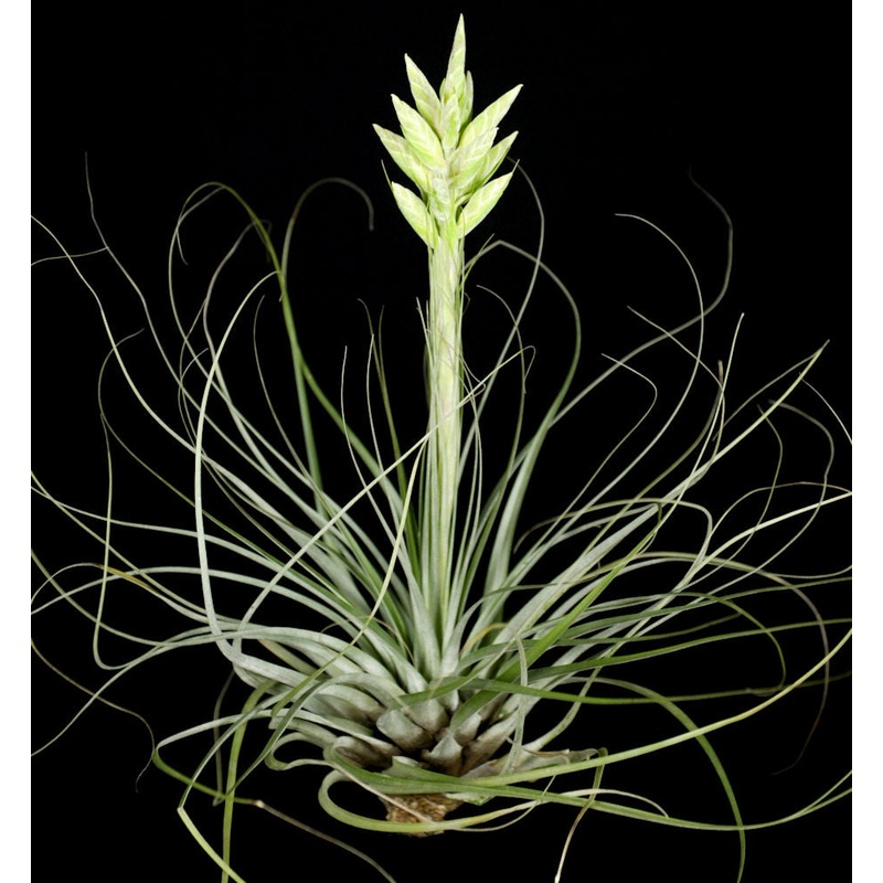 Tillandsia vicentina|Medium
