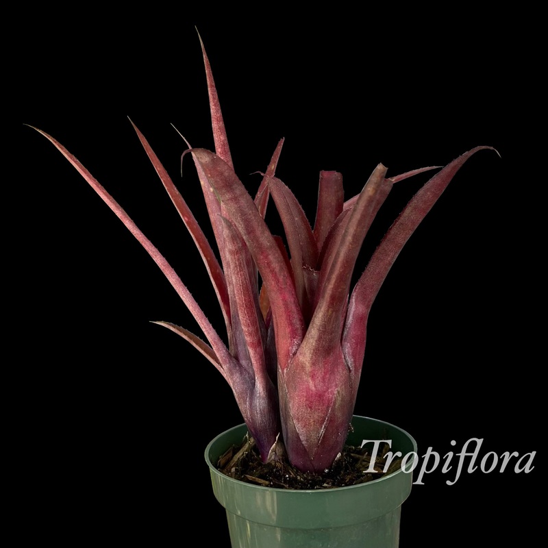 x Billmea ‘Carnival’|Offset|4.5-inch Pot