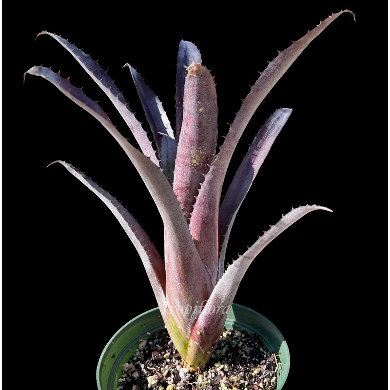 x Hohenmea ‘Black Lava’|Small Offset