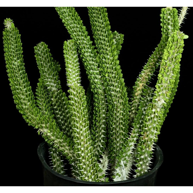 Alluaudia procera|4-inch Pot