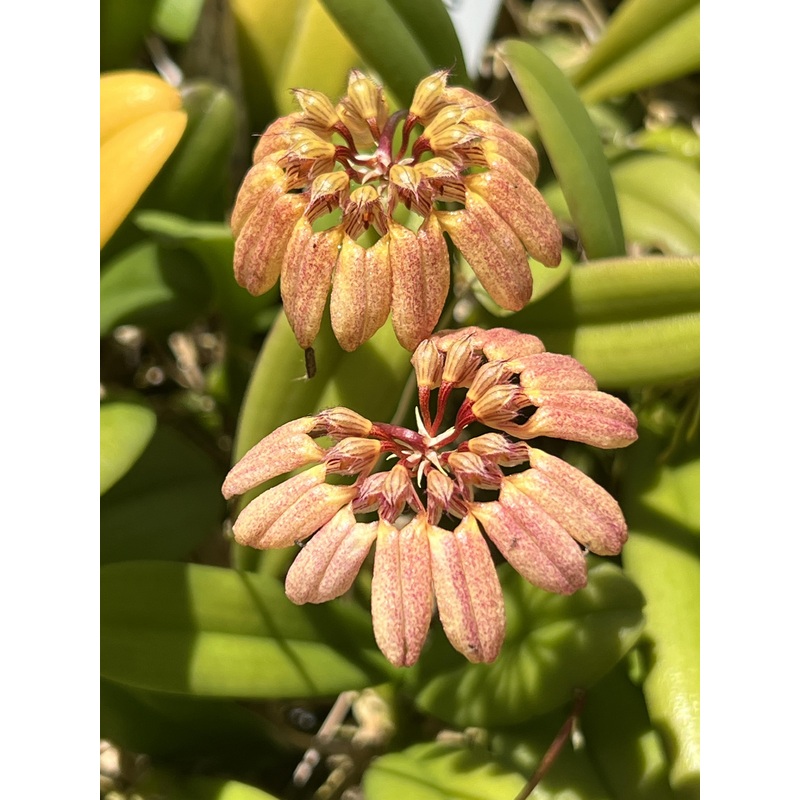 Bulbophyllum sikkimense|4-inch Hanging Basket