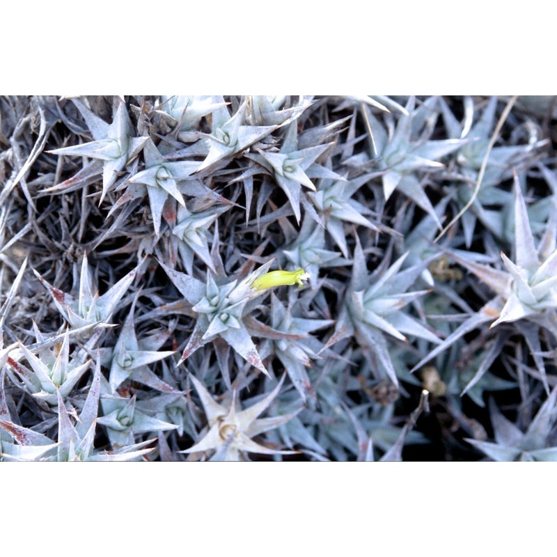 Deuterocohnia aff. brevifolia DJC Bolivia