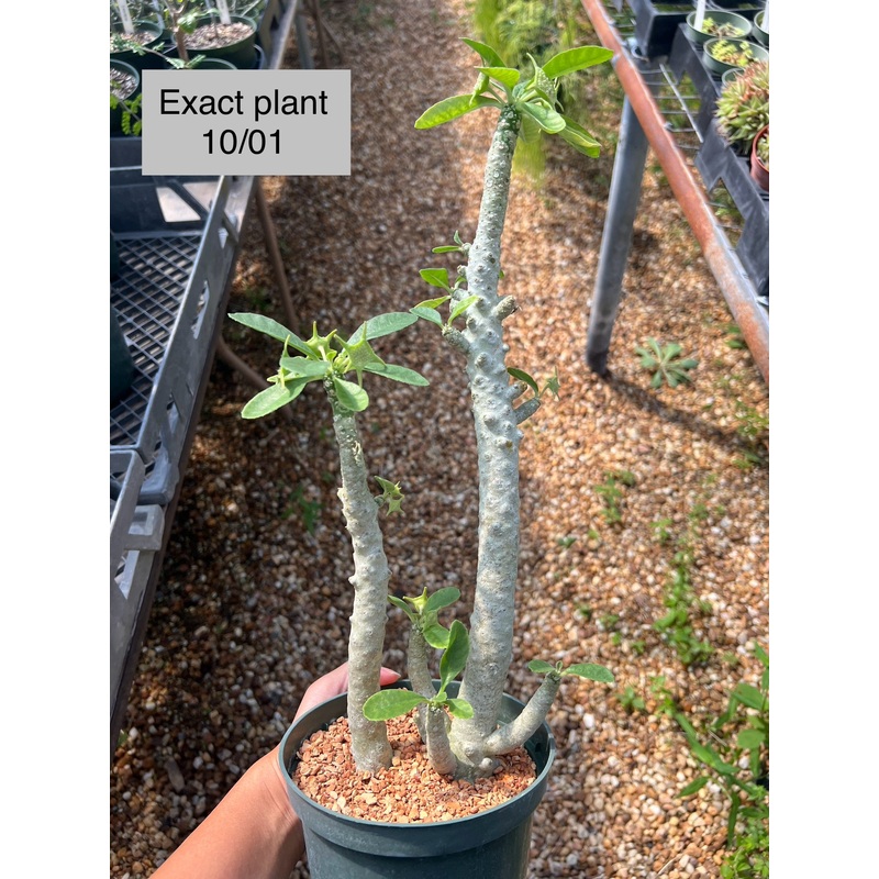 Dorstenia lavranii hybrid|6-inch Pot