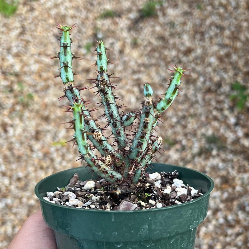 Euphorbia aeruginosa|4-inch Pot