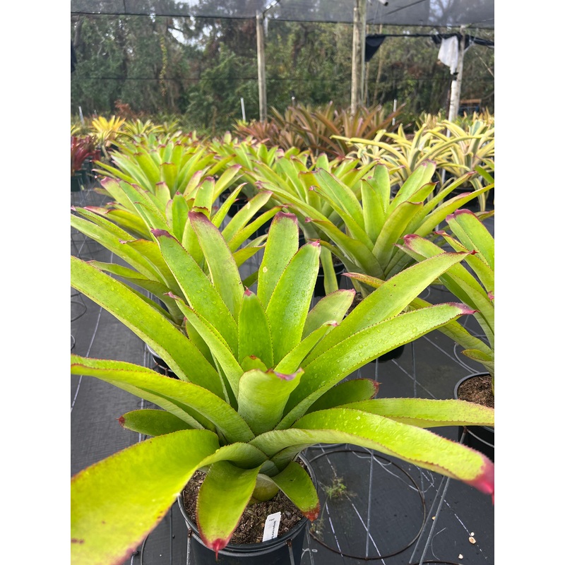 Neoregelia cruenta ‘Sun King’|8-inch Pot|8-inch Pot (WHOLESALEX)