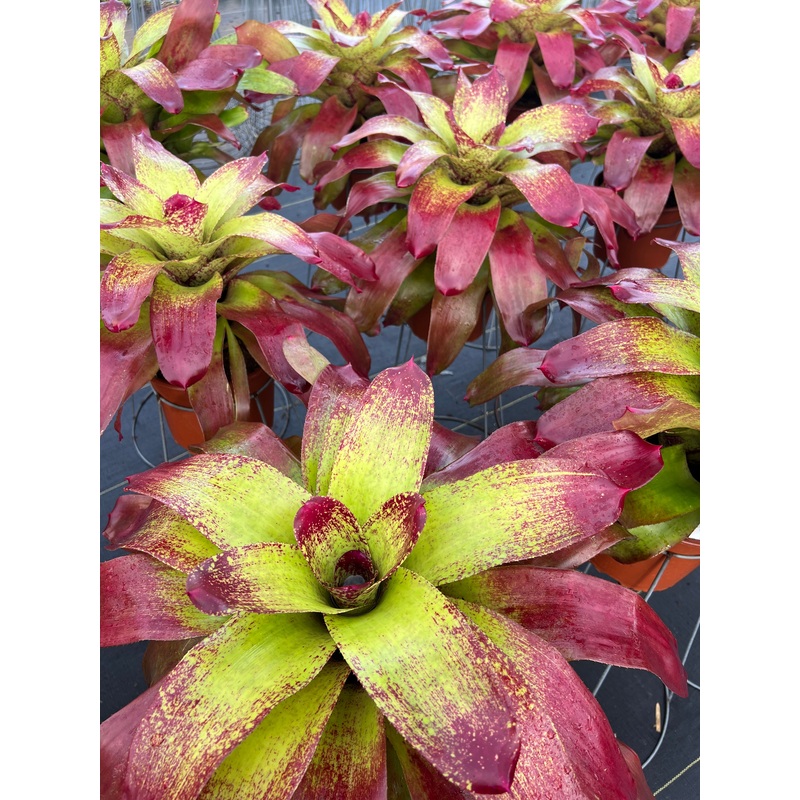 Neoregelia ‘Gypsy Rose’|8-inch Pot|8-inch Pot (WHOLESALEX)