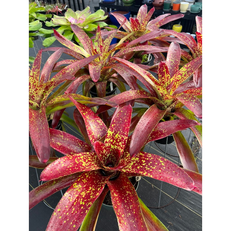 Neoregelia ‘Lava’|8-inch Pot|8-inch Pot (WHOLESALEX)