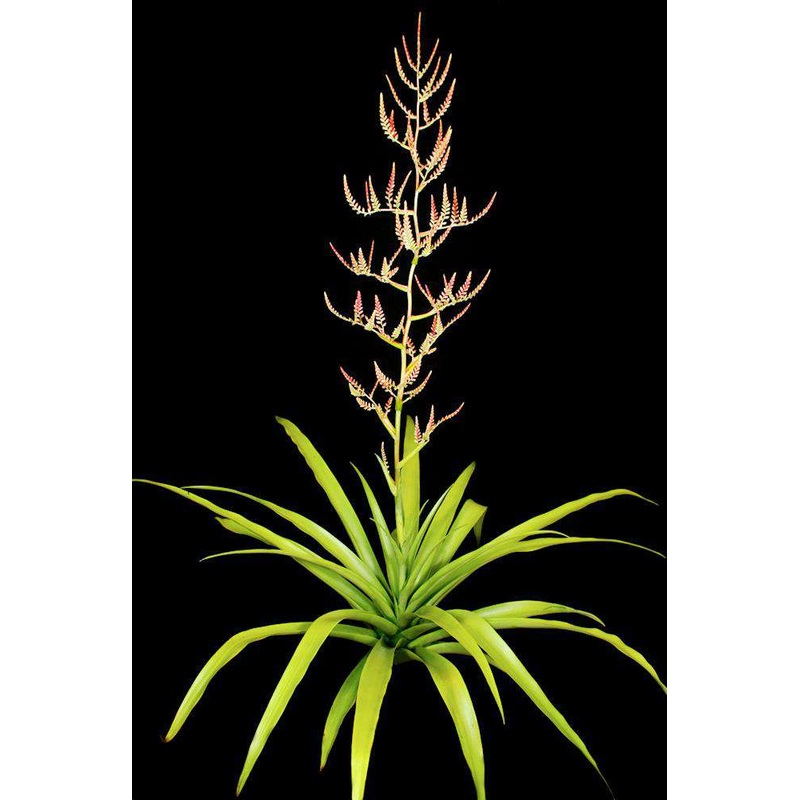 Racinaea multiflora v. tomensis