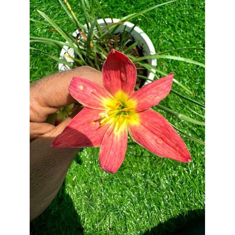 Rain Lily Deang Mon