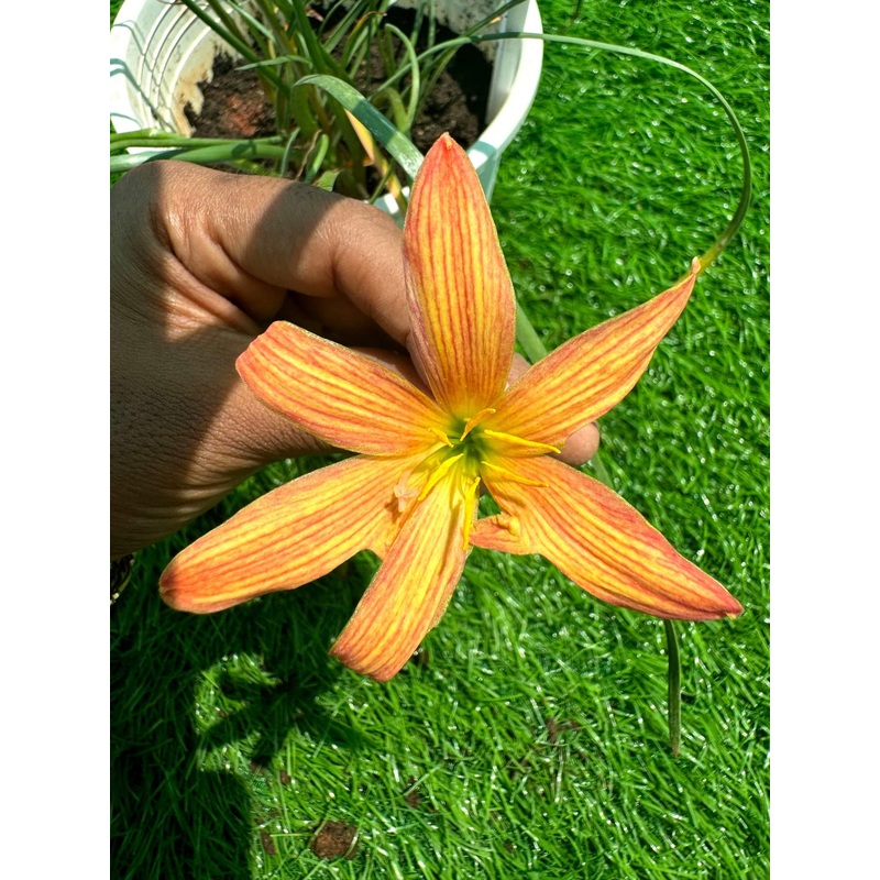 Rain Lily Decapon