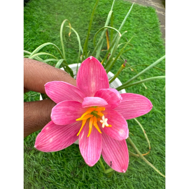 Rain Lily Deko 3000