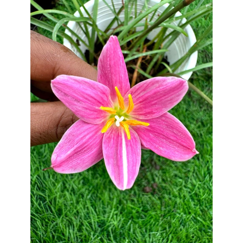 Rain Lily Deng Roll