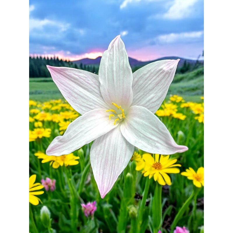 Rain Lily Di Ippo