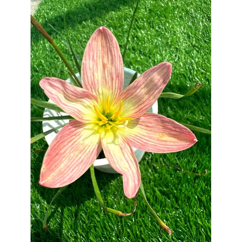 Rain Lily Dipannita