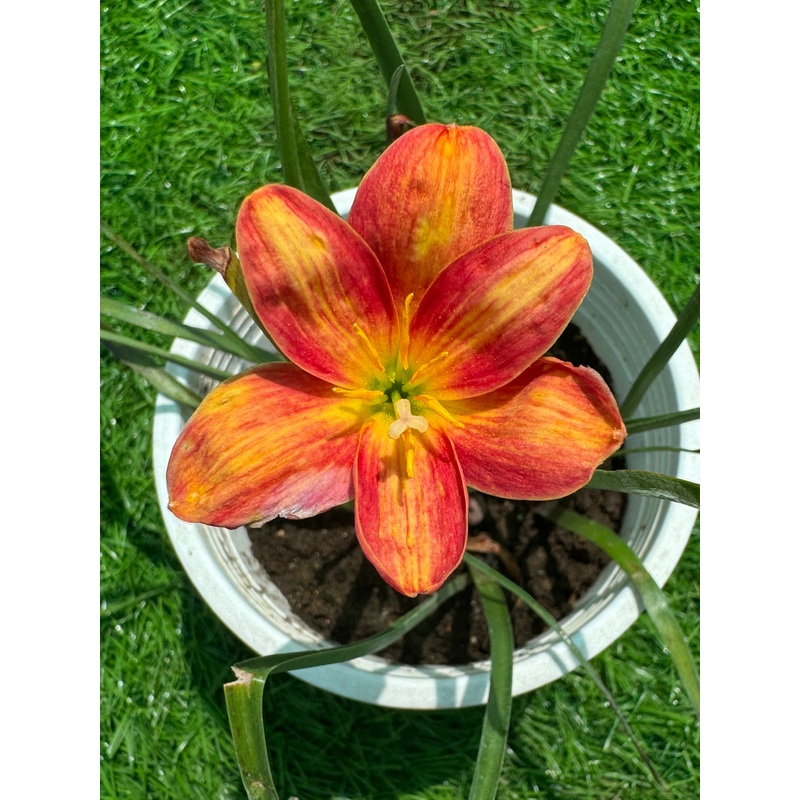 Rain Lily Doper 350