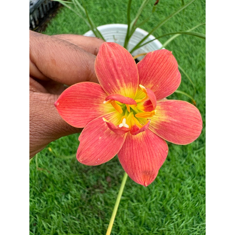 Rain Lily Dr.Tashin      250