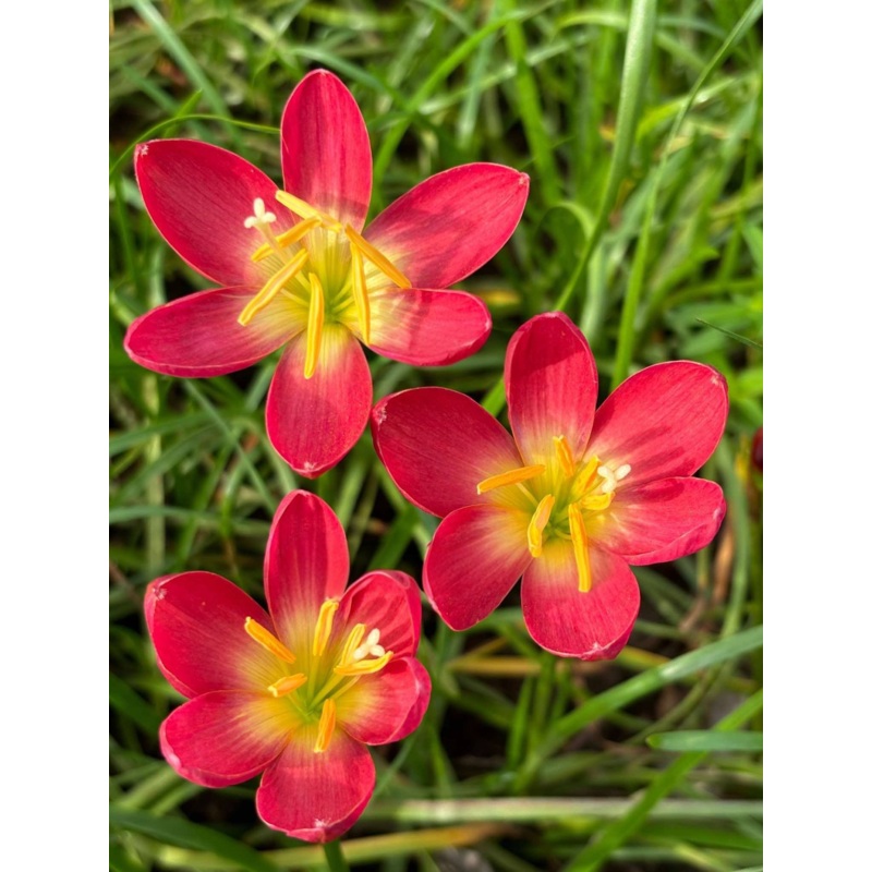 Rain Lily Dr.Thand Howard