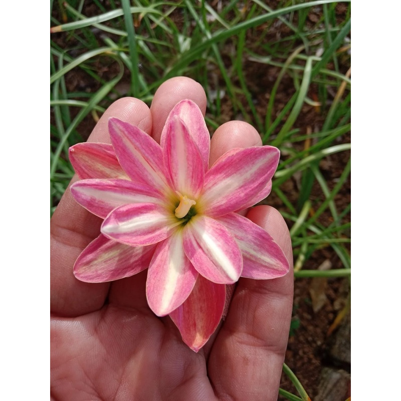 Rain Lily Dream off