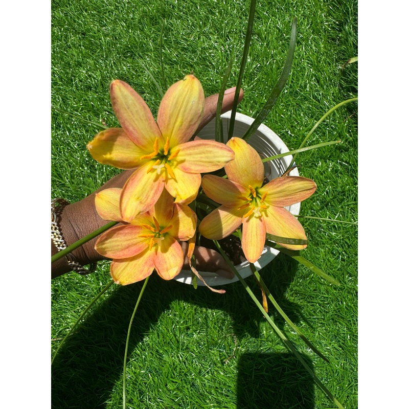Rain Lily Eastern Pearl