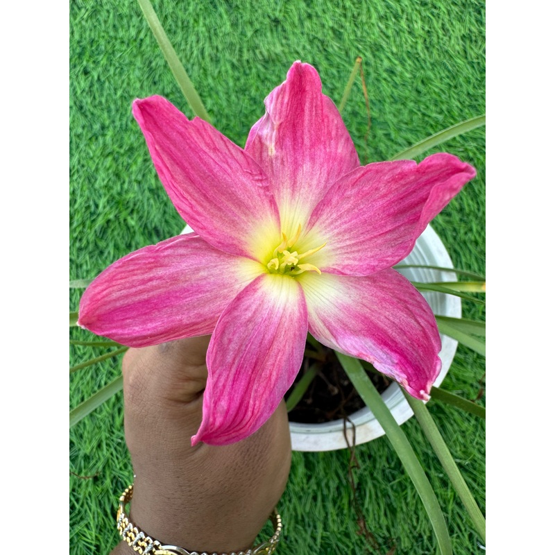 Rain Lily Eternal Flame