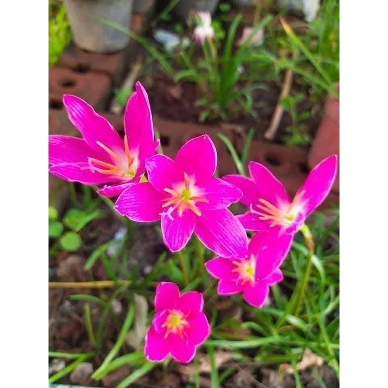 Rain Lily Fadzar Pink