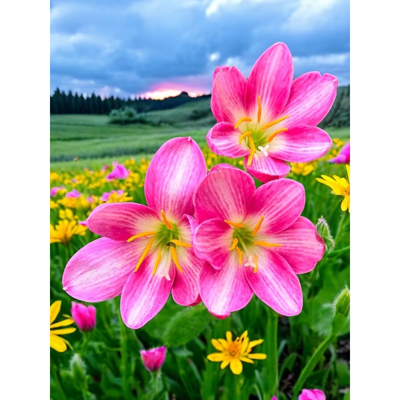 Rain Lily Fairy Heart