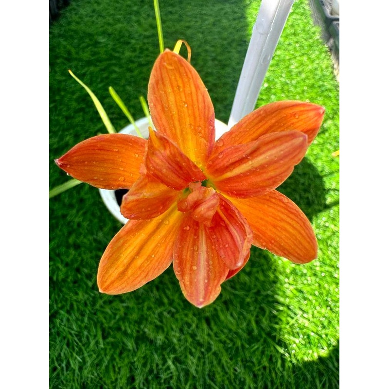 Rain Lily Fanta