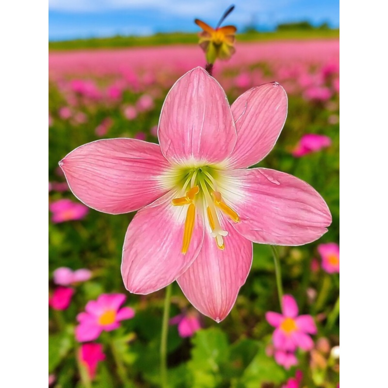 Rain Lily Firefly