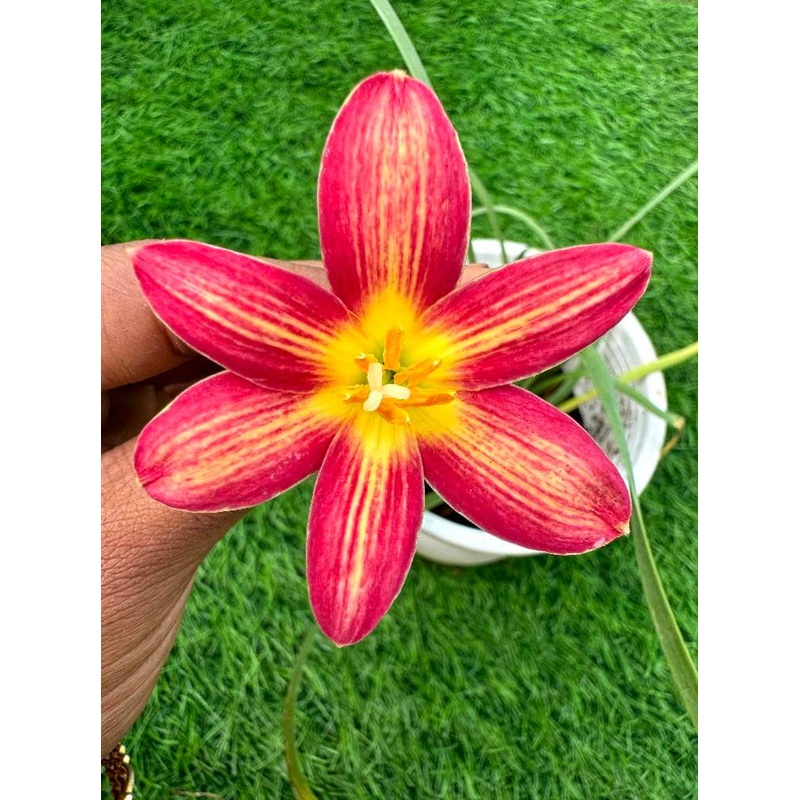 Rain Lily Flaming Glow