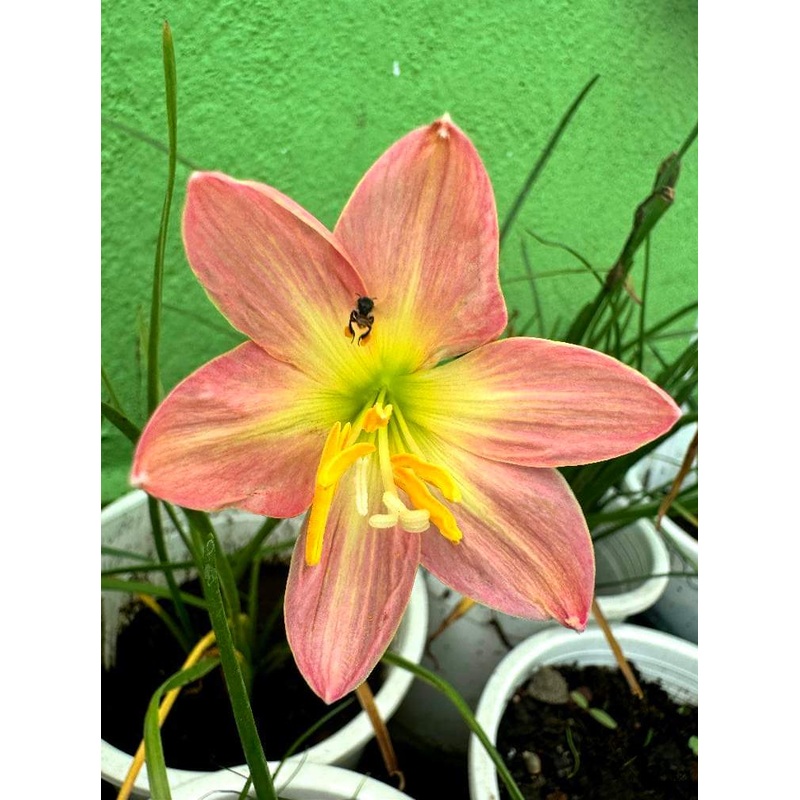 Rain Lily Flurry Heart