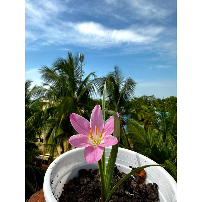 Rain Lily Foggy Pink