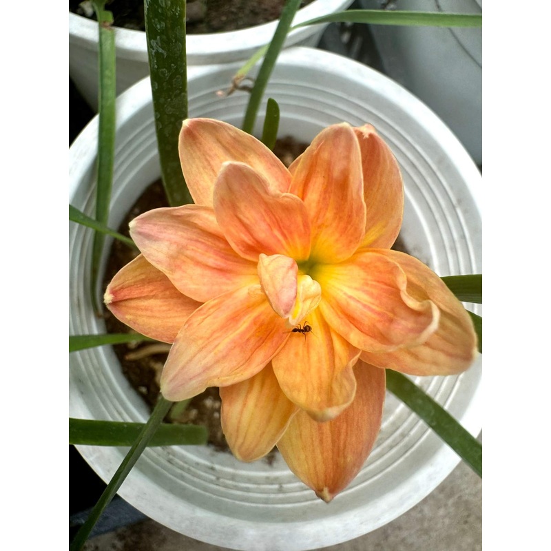 Rain Lily Follow the sun